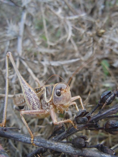 Tettigonidae da Luogosanto (OT)